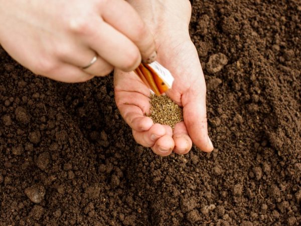 Las semillas brotarán más rápido en suelos cálidos.