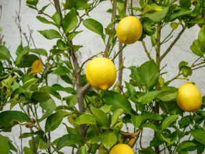 Raisons du curling des feuilles de citron