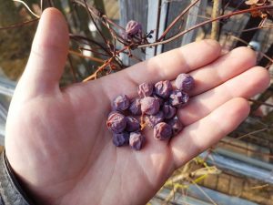 Druiven drogen bessen en verdorren borstels