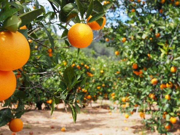 Arborele portocaliu augurează bine