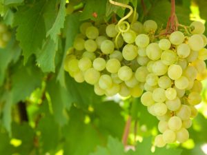 Characteristics of Aligote grapes