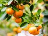 Moderní odrůdy mandarinek
