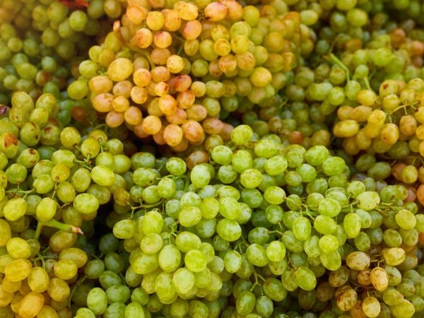 Descripción de las variedades de uva Kishmish.