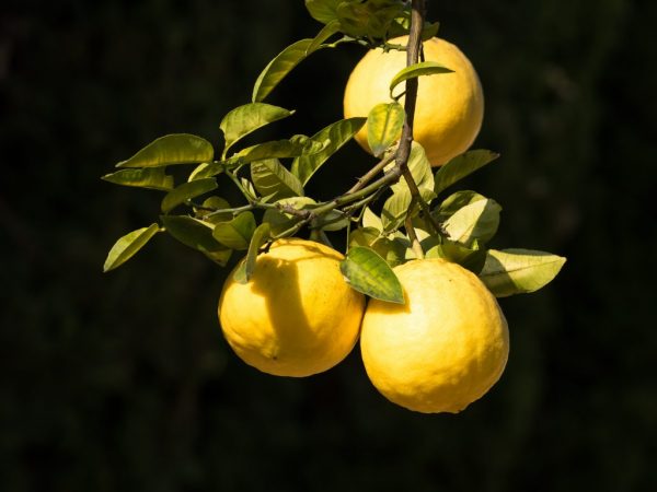 Söta Panderoza-frukter