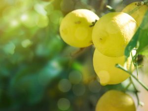 Beschrijving van variëteiten van citroenen