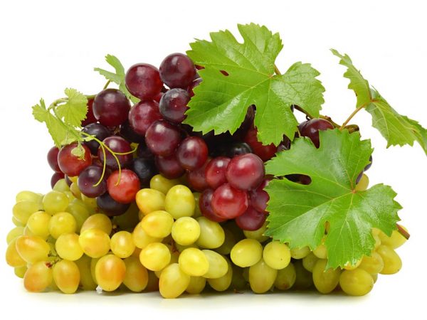Odrůdy stolního vína