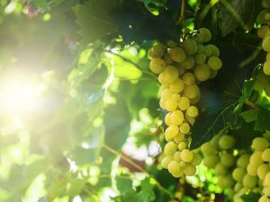 A Supaga szőlő jellemzői