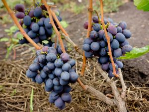 Descripción de la variedad de uva Souvenir