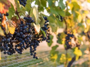 Characteristics of grapes Taiga