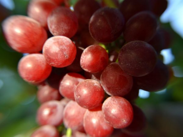 Cultivo de uvas Typhoon