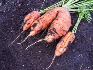 Lo que conduce al agrietamiento de las zanahorias.