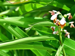 Proč má orchidej měkké a pomalé listy