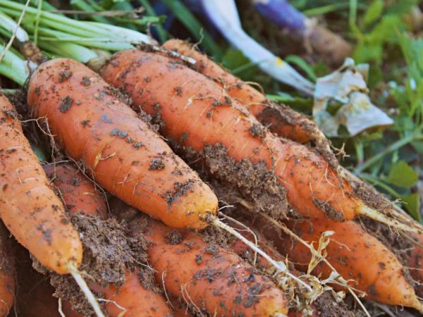 Las buenas zanahorias crecen solo con fertilizantes