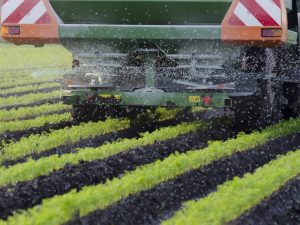 Soorten meststoffen voor wortelen in het voorjaar