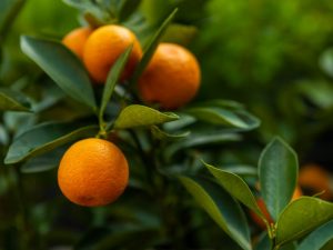 Hnojení citrusových plodů doma