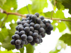 Voorwaarden voor het houden van druiven in de herfst