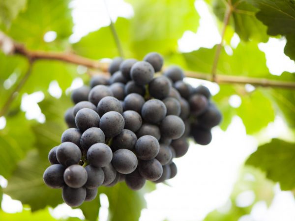 Condiciones para la conservación de la uva en otoño.
