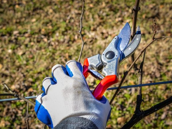 Pruning the vine for a better harvest