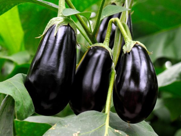 Characteristics of the eggplant variety Universal 6