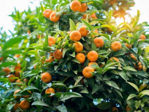 Cultivarea mandarinei Unshiu