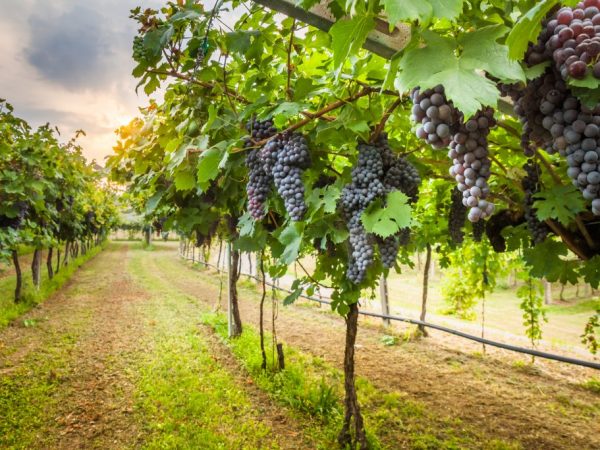 Cultivo de uvas al aire libre
