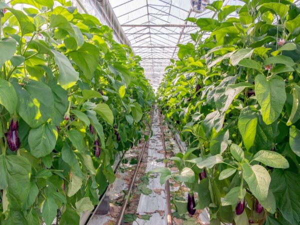Rules for caring for eggplants in the greenhouse