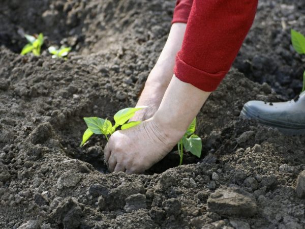 Seedlings should be planted in warm soil.
