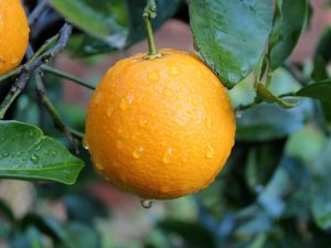 Beschrijving van de Washington Navel-sinaasappel