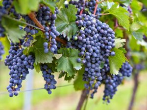 Russisch tuinieren en wijnbouw