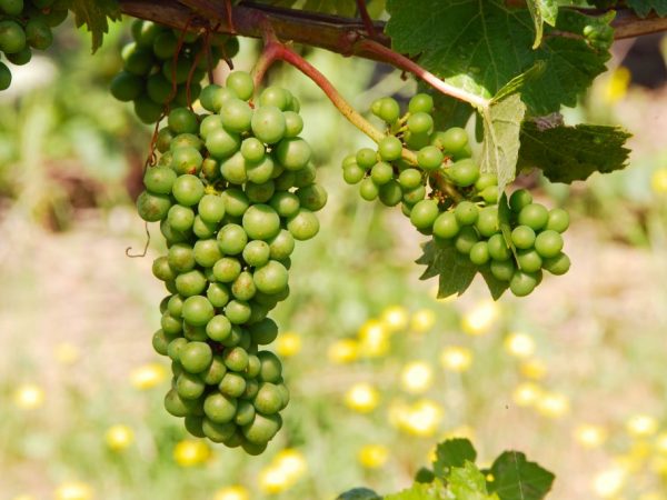 Krasnodar Territory is geweldig voor het telen van druiven