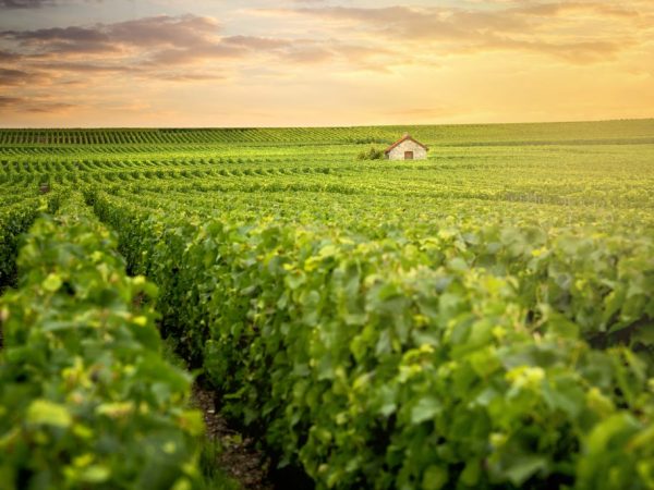 De wijnbouw is wijdverbreid in het zuiden van Rusland