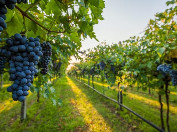 In Italië worden rassen voor wijnbereiding verbouwd
