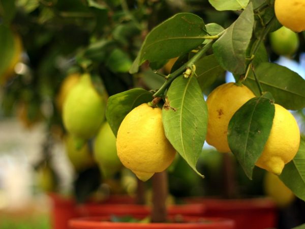 Pěstování citronové sopky