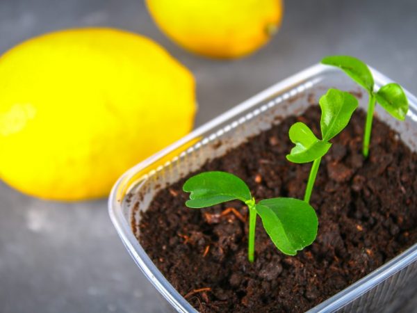 Growing lemon