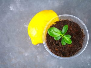 Regler för att plantera och odla ett citronträd hemma