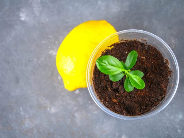 A citromfa otthoni ültetésének és termesztésének szabályai