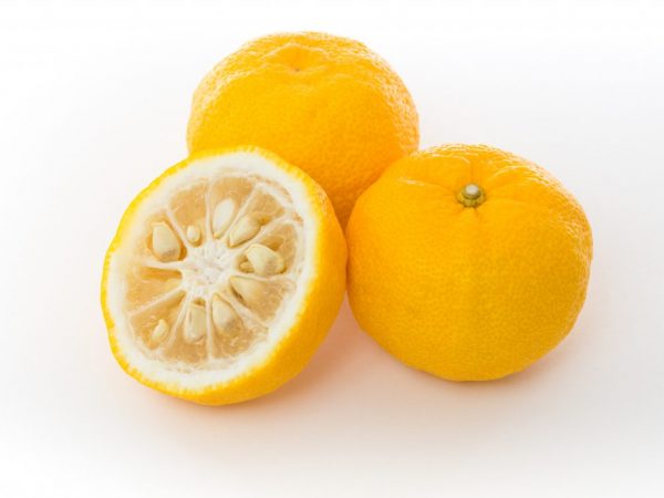 Japanese citrus Yuzu