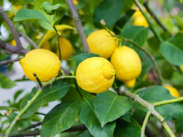 Jubilé de citron en pleine croissance