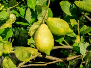 Αιτίες κιτρίνισμα του φυλλώματος λεμονιού