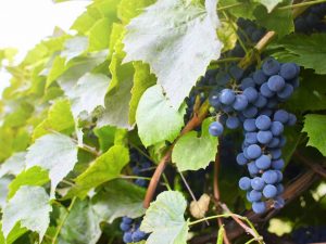 تزايد العنب أغات دونسكوي