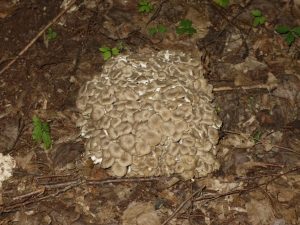 Popis houby berana