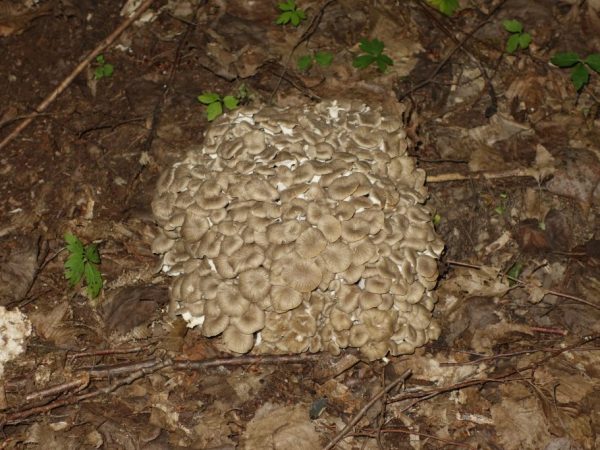 Description of the ram mushroom