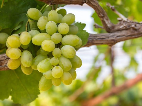 Las uvas tienen propiedades antitumorales.