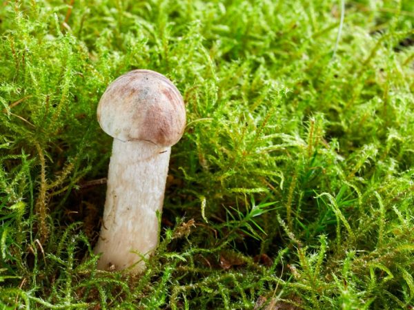 Mushroom Has Many Benefits