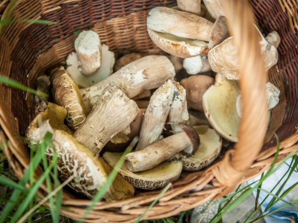Boletus is nutritious and contains beneficial trace elements in the base