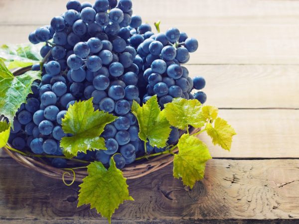 Features of seedless grapes