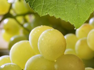 Blagovest grapes