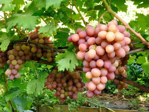 Groeiende druiven Bohemen