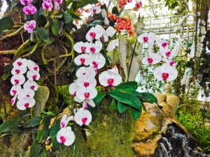 Aplicación de Bona forte para orquídeas
