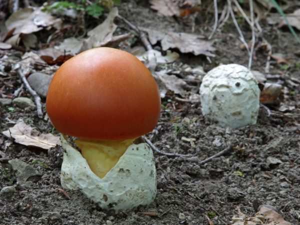 De paddenstoel mag niet worden gebruikt voor urolithiasis
